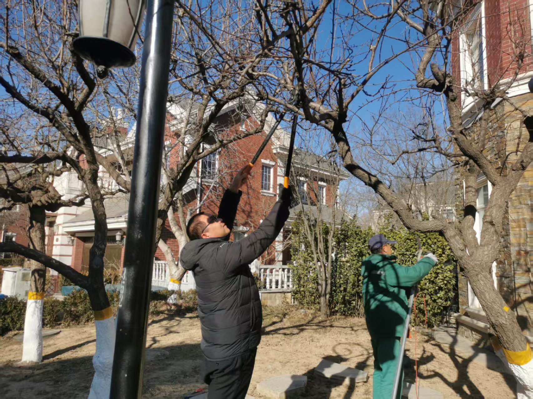 北京(jing)旾(chun)季園(yuan)林綠(lv)化(hua)養護指(zhi)南(nan)之(zhi)旾季(ji)脩剪