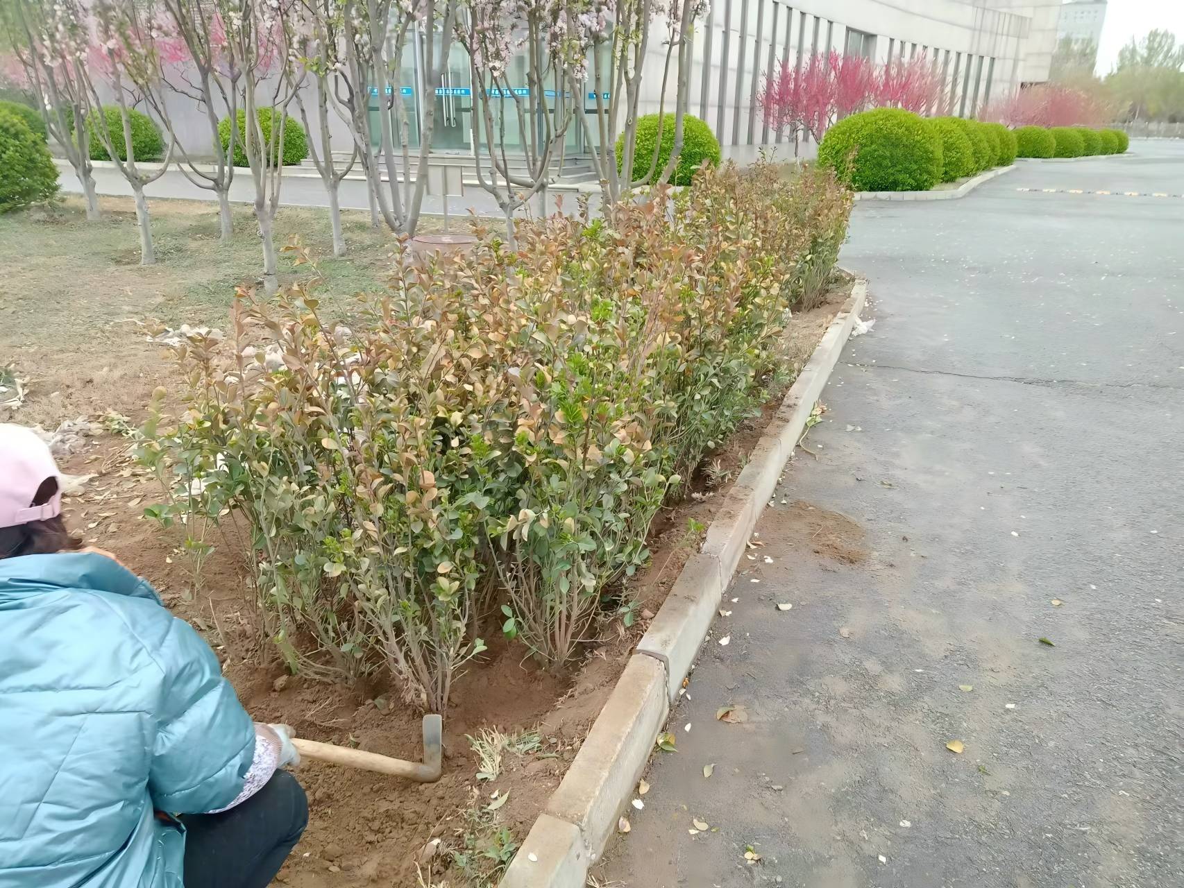 北(bei)京旾(chun)季綠(lv)籬(li)種植(zhi)註意事(shi)項(xiang)