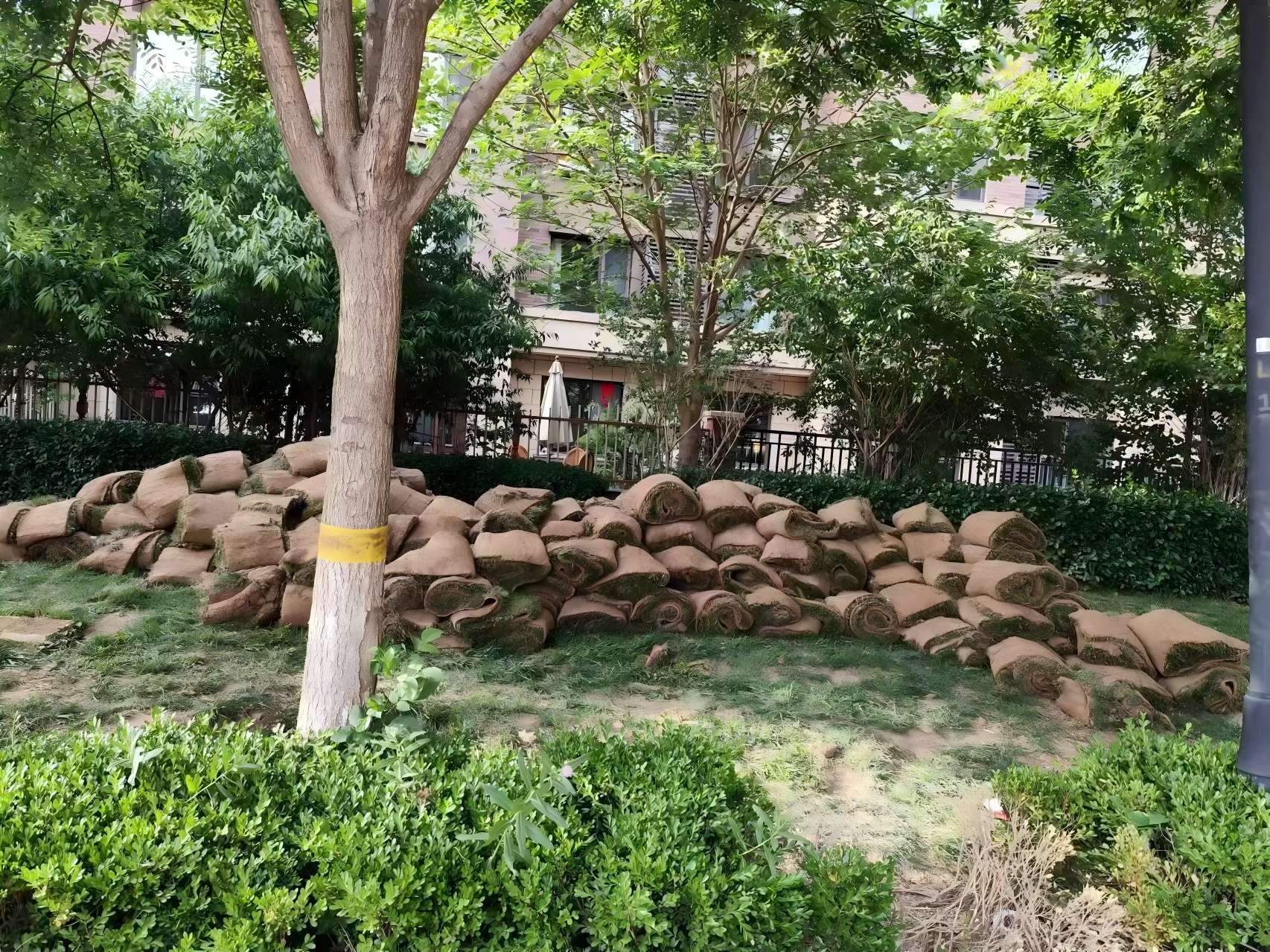 天津(jin)綠(lv)化(hua)養護(hu)之某小區(qu)鹽堿(jian)地治(zhi)理(li)方(fang)案