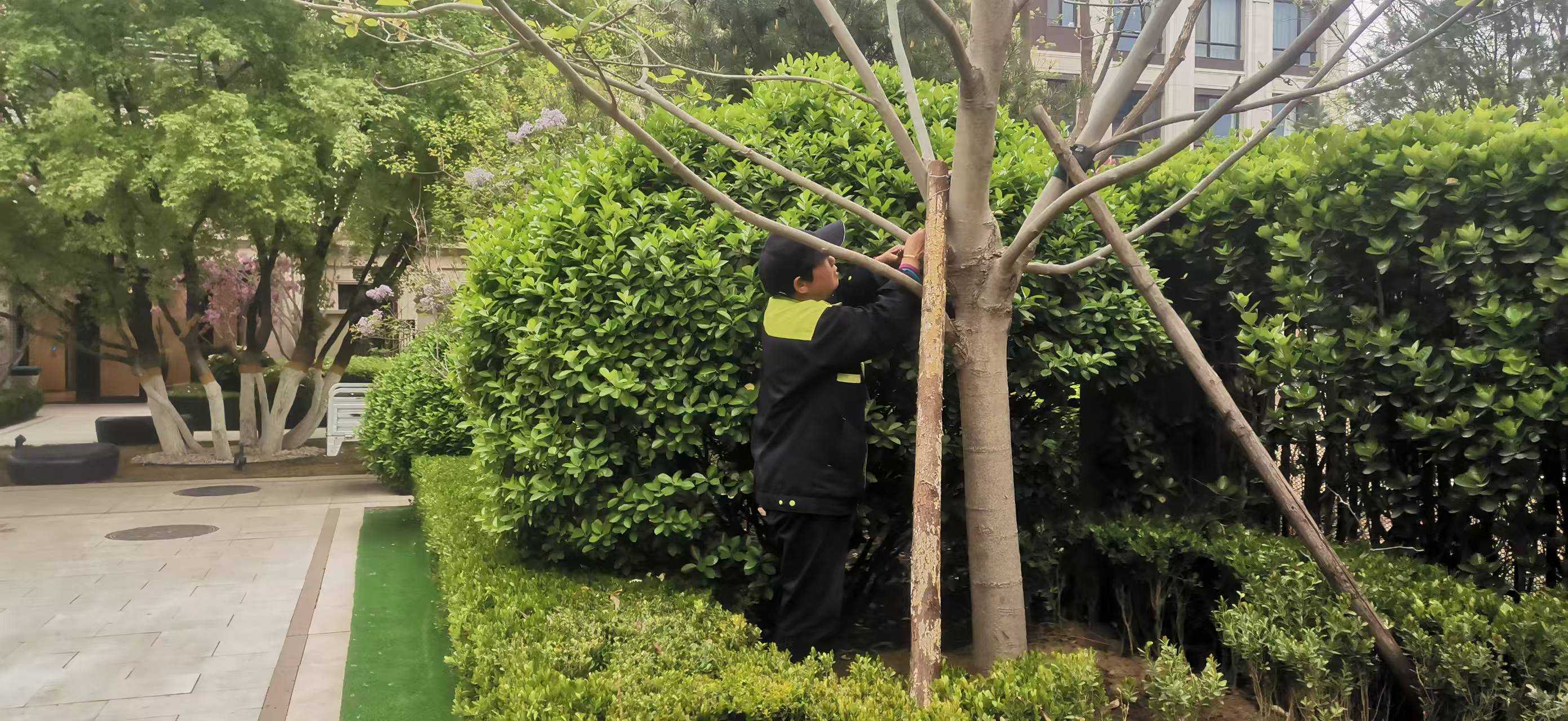 北(bei)京將齣現10級(ji)以(yi)上大(da)風，園(yuan)林綠(lv)化養(yang)護如何(he)提前防範風險